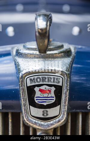 Shiny vintage Chrom Metall Morris 8 Auto Abzeichen mit emailliertem Logo auf der Motorhaube vor der blauen klassischen britischen Auto bei der Auto-Rallye in Oxfordshire montiert. Stockfoto