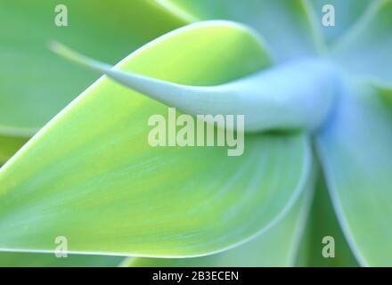 Abstrakte Blumenmuster (Blätter der Agavenpflanze) Weichfokusbild und sehr geringe Schärfentiefe für ästhetische Wirkung. Stockfoto