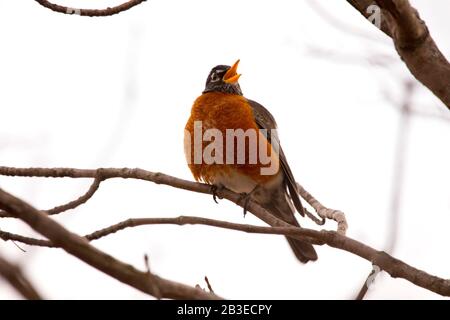 Red Breasted Robin im Springtime Stockfoto