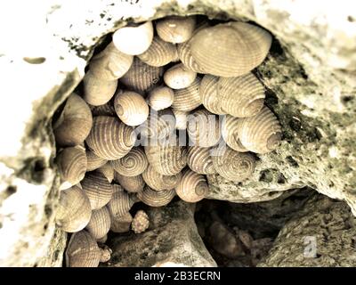 Viele Seashells auf einem Felsen. Stockfoto