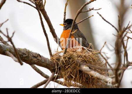 Red Breasted Robin in Springtime in a Small Bird's Nest Stockfoto