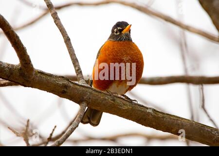 Red Breasted Robin im Springtime Stockfoto