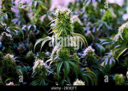 Reife medizinische Freizeitpflanzen der Marihuana-Cannabis-Industrie in Innenräumen mit großen, entwickelten Cola-Blumen Stockfoto