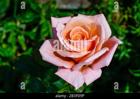 Nahaufnahme einer schönen rosafarbenen Rose, die als Grußkarte verwendet werden kann Stockfoto