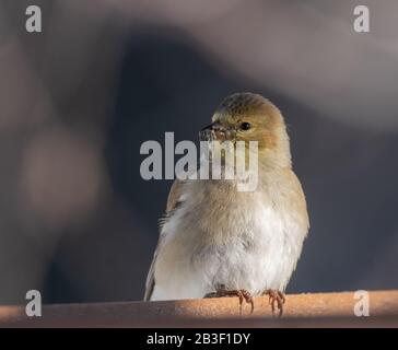 Hübscher amerikanischer Goldfinch am ersten Tag im März an den Anlegern im Algonquin Park. Stockfoto