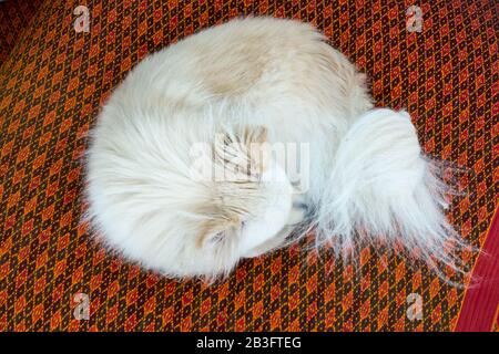 Ein Blick über den Kopf eines weißen Pommerschen Hundes, der auf rotem Bettzeug schläft. Stockfoto