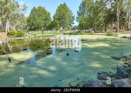 Duck Pond mit Ducks und Duck Weed im Bicentennial Park Tamworth Australia. Stockfoto