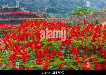 Rote Blumen Feld in einem Naturpark mit Bergen Stockfoto