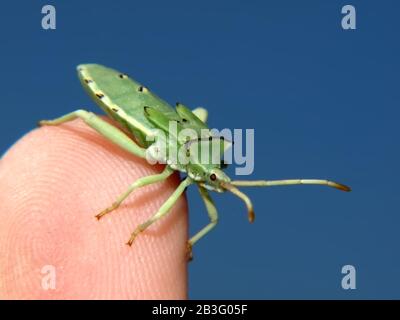 Ein grüner Stinkbug, der in Arizona auf der Spitze eines Fingers sitzt. Stockfoto