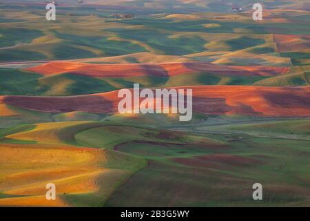 Weizenfelder im Frühling von Steptoe Butte, The Palouse, Washington Stockfoto