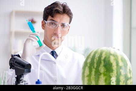 Die Wissenschaftler testen Wassermelone im Labor Stockfoto