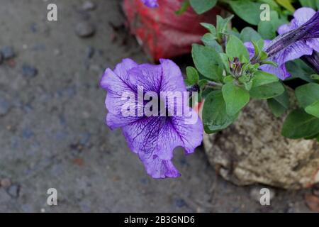 Petunien-violette Farbblume Stockfoto