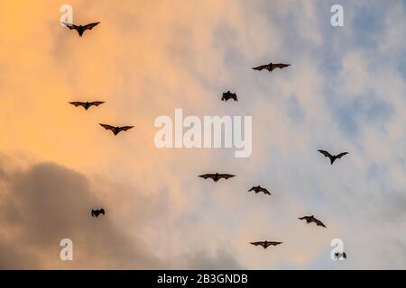 Eine Schar von Fruchtfledermäusen am Himmel bei Sonnenuntergang. Der kleine fliegende Fuchs, Inselflieger Fuchs oder Variable fliegende Fuchs (Pteropus hypomelanus), Fruchtschläger . Fox bat fl Stockfoto