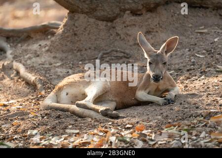 Auf dem Boden liegendes Känguru Stockfoto