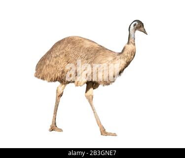 Australischer emu isoliert auf weißem Hintergrund Stockfoto