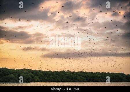 Eine Schar von Fruchtfledermäusen am Himmel bei Sonnenuntergang. Der kleine fliegende Fuchs, Inselflieger Fuchs oder Variable fliegende Fuchs (Pteropus hypomelanus), Fruchtschläger . Fox bat fl Stockfoto