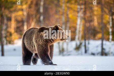 Braunbär auf dem Schnee im Quellwald wissenschaftlicher Name: Ursus arctos. Stockfoto