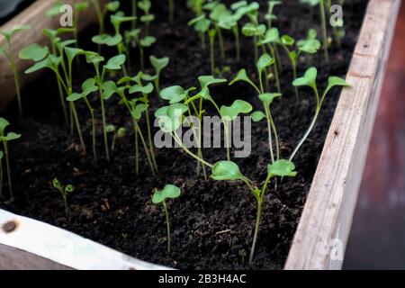 Junge Sprossen. Sämlinge von Blumen in einem Behälter. Stockfoto