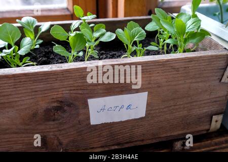 Aster Sämlinge in einer Holzkiste. Junge Sprossachsen von Blumen. Vorbereitung für die Landung im Boden. Stockfoto