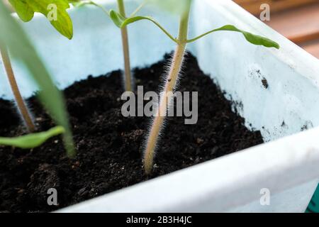 Der Stamm der Tomate. Behaarter Spross. Tomatensämlinge in einer Schachtel. Stockfoto