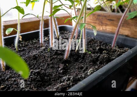 Tomaten in einer Schachtel, sichtbare Stiele. Behaarte junge Pflanzen. Sämlinge im Frühjahr zum Pflanzen im Boden. Stockfoto