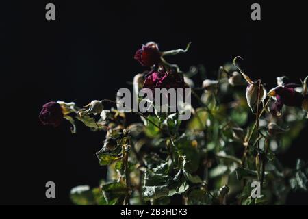 Kleiner Busch mit Trockenrosen, hinterleuchtet auf schwarzem Hintergrund Stockfoto