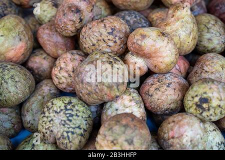 Candlenuts auf einem Markt in Indien zu verkaufen. Auch bekannt als die indische Walnuss Stockfoto