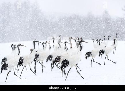 Japanische Kraniche im Schneefall. Die rot-gekrönten Kran. Wissenschaftlicher Name: Grus japonensis, auch als Japanischer Kranich oder Mandschurischen Kran, ist eine große E Stockfoto
