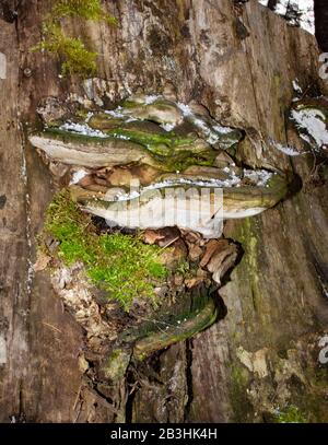 Ein alter, schneebewachsener Künstler-Conk-Pilz Ganoderma applanatum, der auf einem Baumwollholzstumpf wächst, in Troy, Montana. Stockfoto