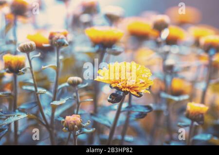 Blühende gelbe Chrysanthemumblumen im Garten. Hintergrund der Natur Stockfoto