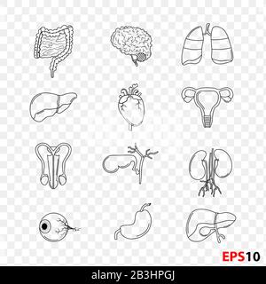 Abbildung des dünnen Liniensatzes der Anatomie der menschlichen inneren Organe realistisch isoliert vor weißem Hintergrund. Designelement für Gesundheitswesen, Medizin, A. Stock Vektor