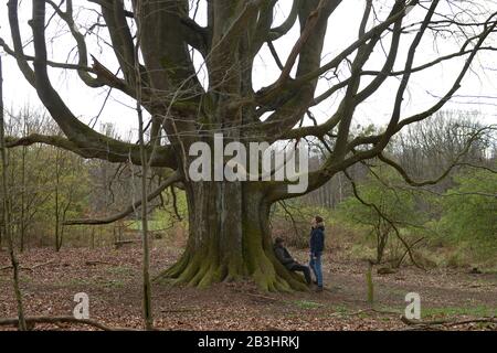 Silke-Buche, Schorfheide, Brandenburg, Deutschland Stockfoto