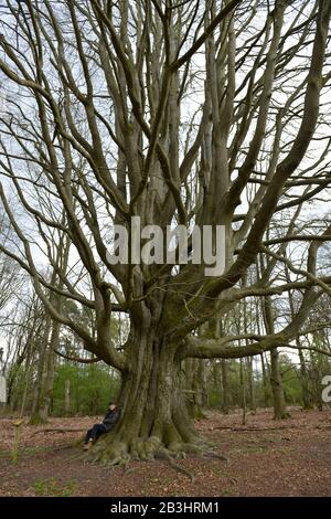 Silke-Buche, Schorfheide, Brandenburg, Deutschland Stockfoto