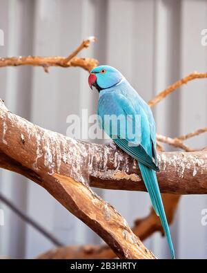 Ein blauer, auf seinem Barsch sitzender, männlicher Ringpapagei Stockfoto