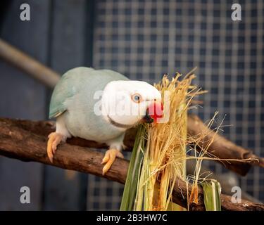 Der männliche gelbe und graue Ringpapagei, der sich auf seinem Barsch ernährt Stockfoto