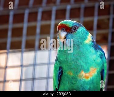 Ein Port Lincoln Parrot in Gefangenschaft - Nahaufnahme Stockfoto