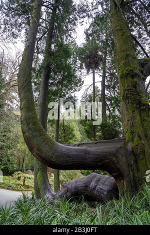 Die großen, schwarzen Baumstämme des westlichen Roten Zedernbaums entlang des "Valley of Lakes Trail". Baumstamm ähnelt einem Arm Stockfoto