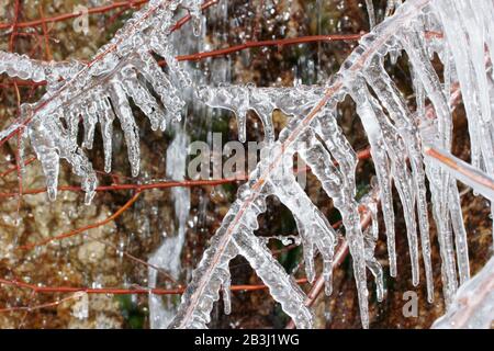 Eiszapfen auf einem Ast Stockfoto