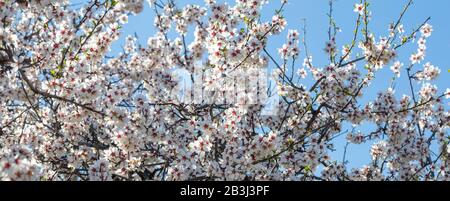 Mandelbaum blühender Hintergrund. Panorama des Mandelbaumzweigs mit weißen rosafarbenen Blumen vor blauem Himmelshintergrund, Banner Stockfoto