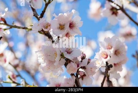 Mandelbaum blüht. Weiße, rosafarbene Blumen in der Nähe, blauer Hintergrund am Himmel Stockfoto