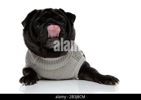 Ungeschickt leckt die Nase und mit Blick nach vorne, während er einen grauen Pullover trägt und auf weißem Studiohintergrund liegt Stockfoto