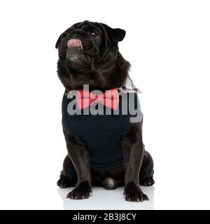 Schmückender schwarzer Pug, der nach oben blickt und seine Nase leckt, während er einen blauen Pullover und eine rote Bowtie trägt und auf weißem Studiohintergrund sitzt Stockfoto