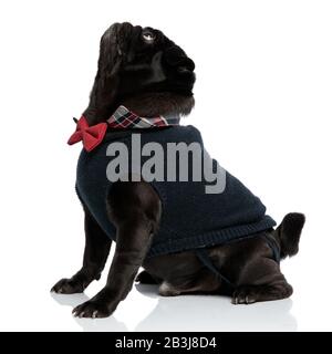 Seitenansicht eines neugierig aussehenden schwarzen Pugs, der nach oben starrt, während er eine rote Bowtie und einen blauen Pullover trägt, der auf weißem Studiohintergrund sitzt Stockfoto