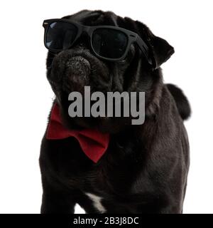 Nahaufnahme eines harten schwarzen Pugs, der zur Seite schaut, während er eine Sonnenbrille und eine elegante rote Bowtie trägt, die auf weißem Studiohintergrund steht Stockfoto