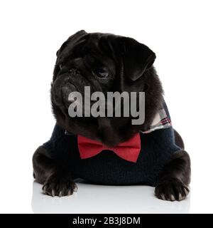 Aufgebrachten schwarzen Pug, der zur Seite schaut und beim tragen einer roten Bowtie und eines blauen Pullovers aufschäumt, auf weißem Studiohintergrund liegend Stockfoto