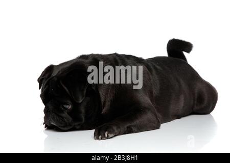 Verärgerter PUG, der mit geschlossenem Mund zur Seite schaut, während er auf weißem Studiohintergrund liegt Stockfoto