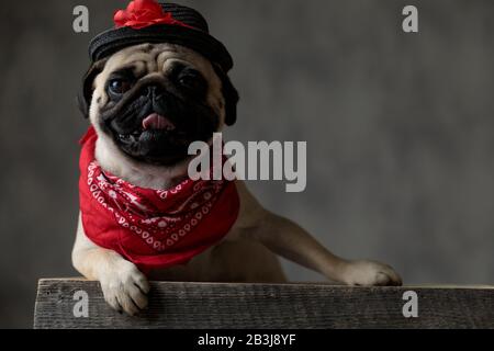 Wunderbarer Pug, der zur Seite schaut und sich auf eine Holzkiste legt, einen schwarzen Hut und einen roten Bandana trägt, ruht und weht, sticht aus der Zunge heraus, graue BA Stockfoto