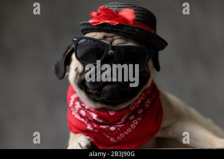 Lustiger Pug, der auf einer Holzkiste sitzt, einen Hut, eine Sonnenbrille und eine rote Bandana auf grauem Grund trägt Stockfoto