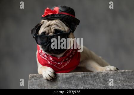 Wunderbarer Pug, der auf einer Holzkiste aufliegt und einen schwarzen Hut, eine Sonnenbrille und eine rote Bandana um den Hals trägt, auf einem g wegschaut Stockfoto