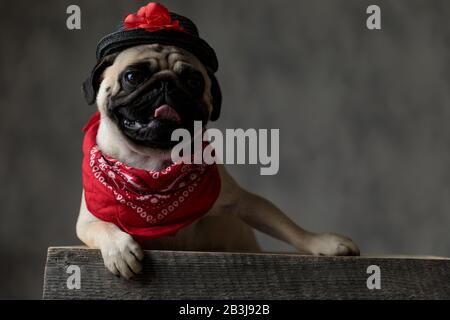 Fröhlicher Pug, der einen schwarzen Hut und eine rote Bandana trägt und sich auf einer Holzkiste auflegt und ruht, mit Zunge belichtet, weht und blickt zur Seite Stockfoto